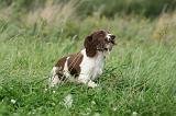 SPRINGER SPANIEL 049